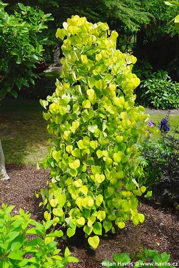 Cercis canadensis �NC2015-12� GOLDEN FALLS�