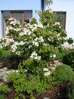 Hlavn� dominantou ochozov� ��sti kolem domu je japonsk� d��n Teutonia s kr�sn�mi kv�ty a jedl�mi, v�te�n�mi plody.