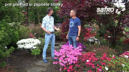 Rododendrony - n�v�t�va u H. Hachmanna