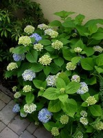Kv�ty se objevuj� postupn� b�hem cel�ho roku. V l�t� to jsou t�eba hortnezie Endless Summer�.