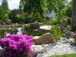 Jarn�mu pohledu v�vod� bohat� nakvetl� japonsk� azalky a rododendrony. Vzadu za plotem u� mimo pozemek jsou vid�t vysok� stromy kolem cesty, kter� nab�z� dobrou kulisu pozad�, ale kolem jezera jsme p�esto vys�zeli vysok� ke�e, abychom odclonili pohled ze silnice a jez�rko z�skalo klidn�j�� atmosf�ru.