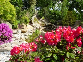 Zvonkovit� kvetouc� rhododendron 
