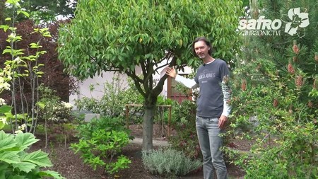 Portugalsk� vav��ny (Portugal laurel)