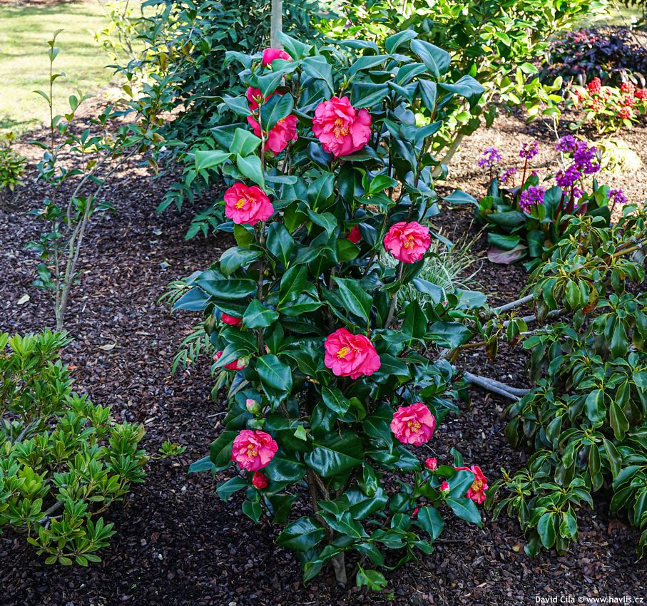 Camellia Dr King