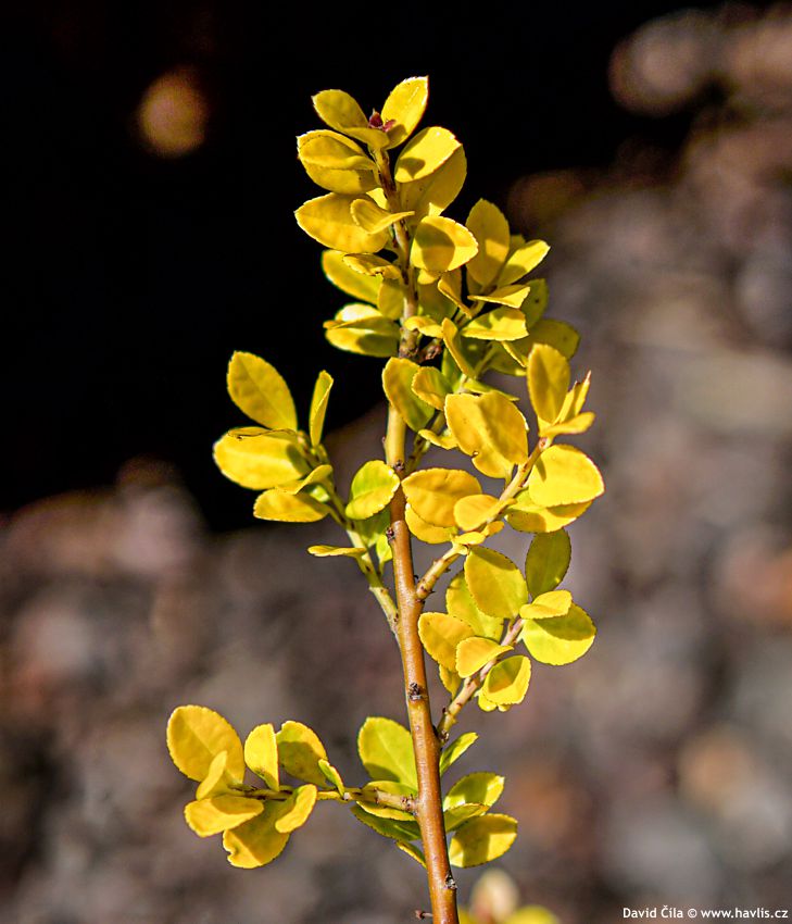 Ilex crenata Golden Gem 2023 David 15.jpg