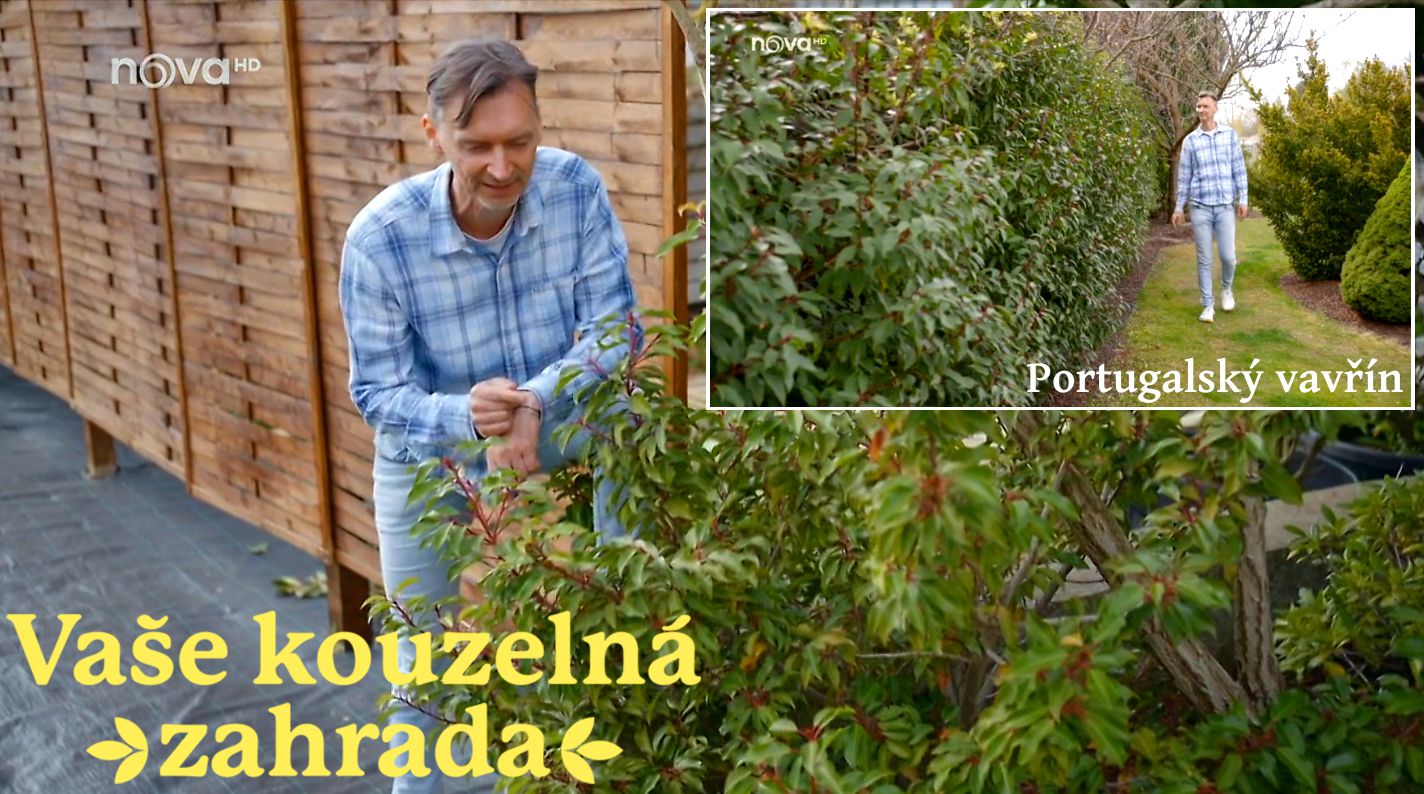 Poj�te s n�mi koukat na telku 📺🌿 Portugalsk� vav��n.