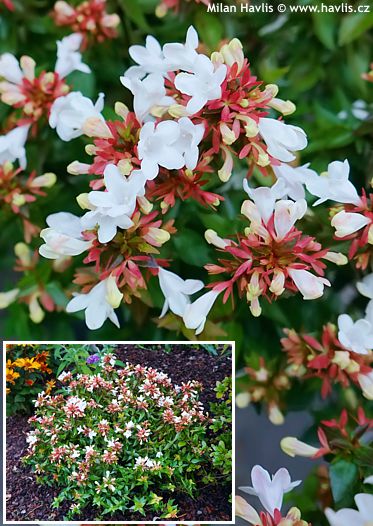 Abelia x grandiflora 'LITTLE LADY'