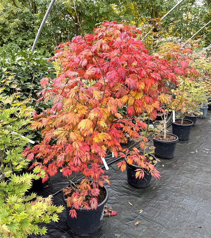 acer japonicum Aconitifolium