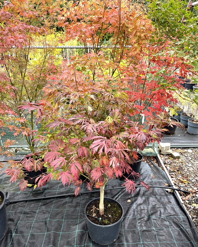 acer japonicum Aconitifolium