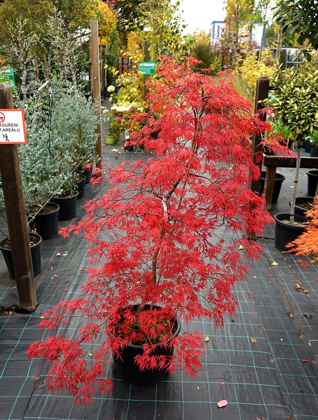 acer palmatum Inaba Shidare