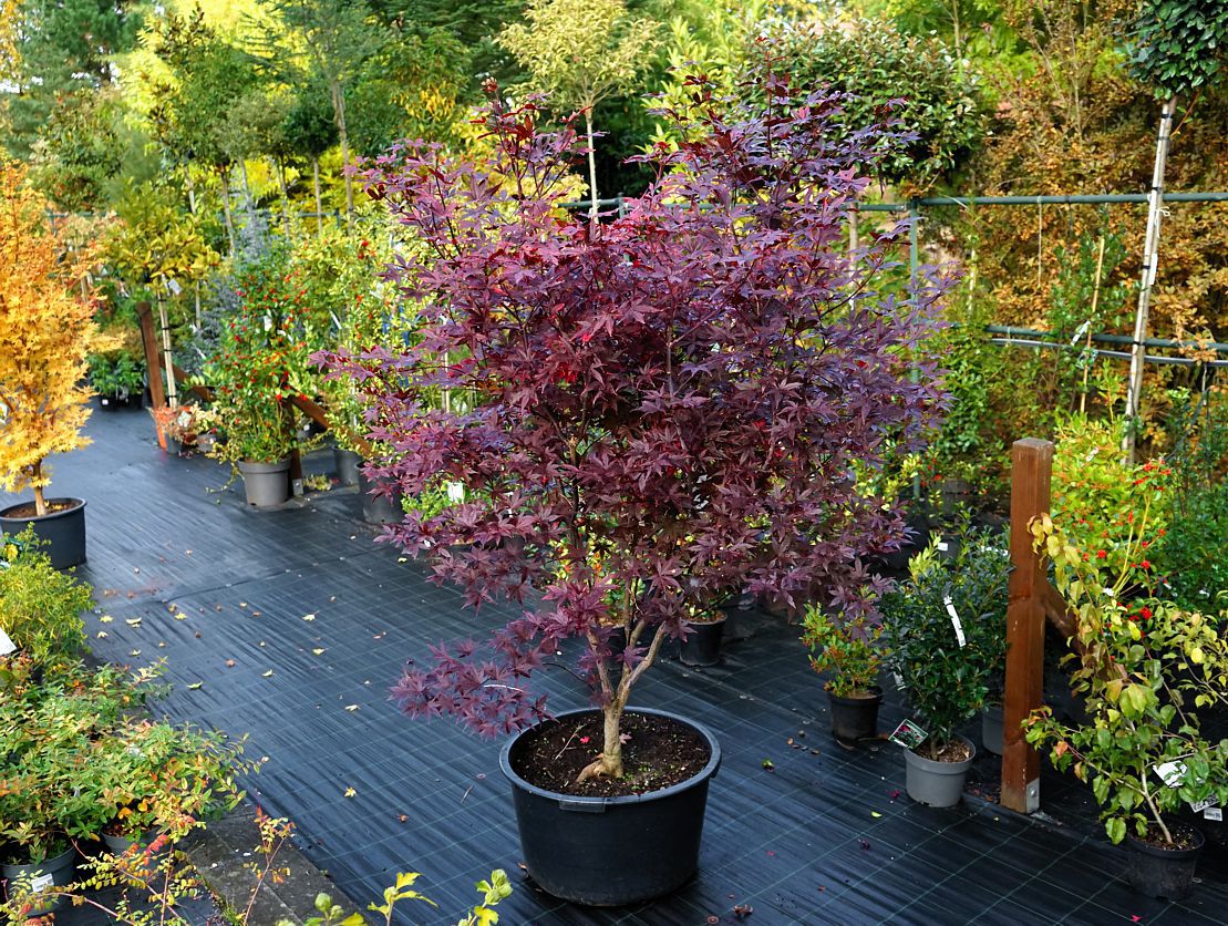 acer palmatum Red Emperor