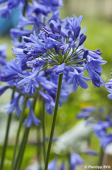 Agapanthus 'ANDbin' EVERPANTHUS� EVER SAPPHIRE