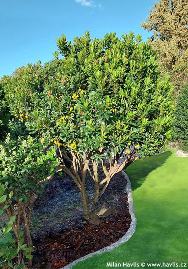Arbutus unedo