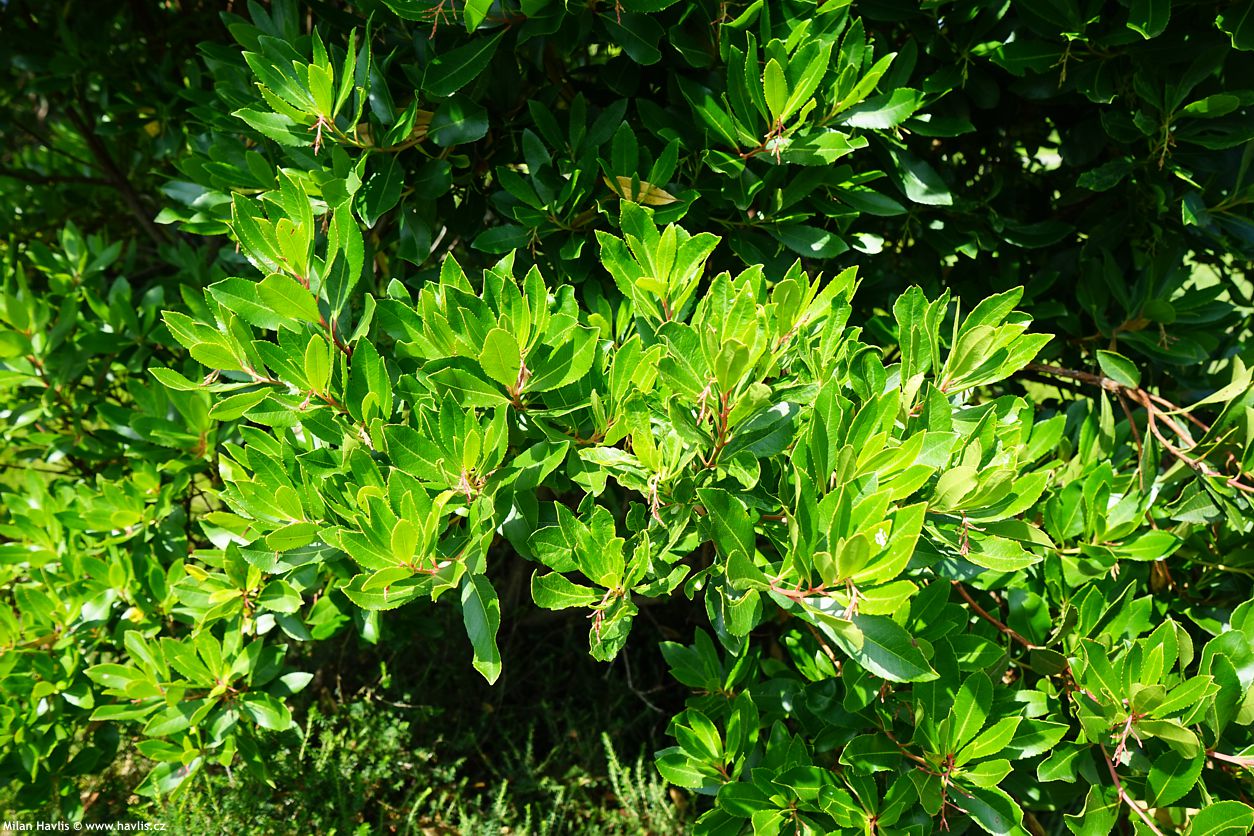 arbutus unedo