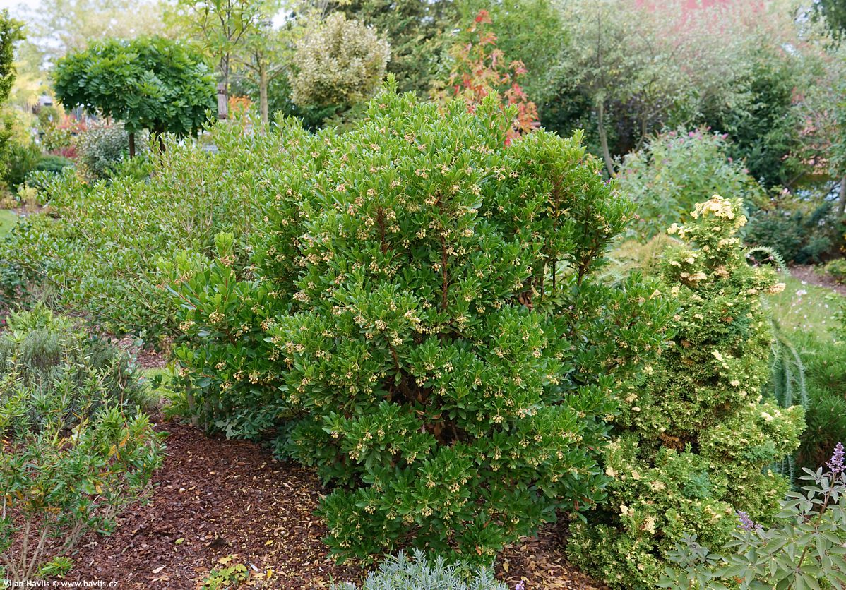 arbutus unedo Quercifolia