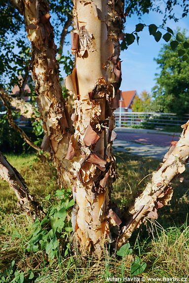 Betula nigra 