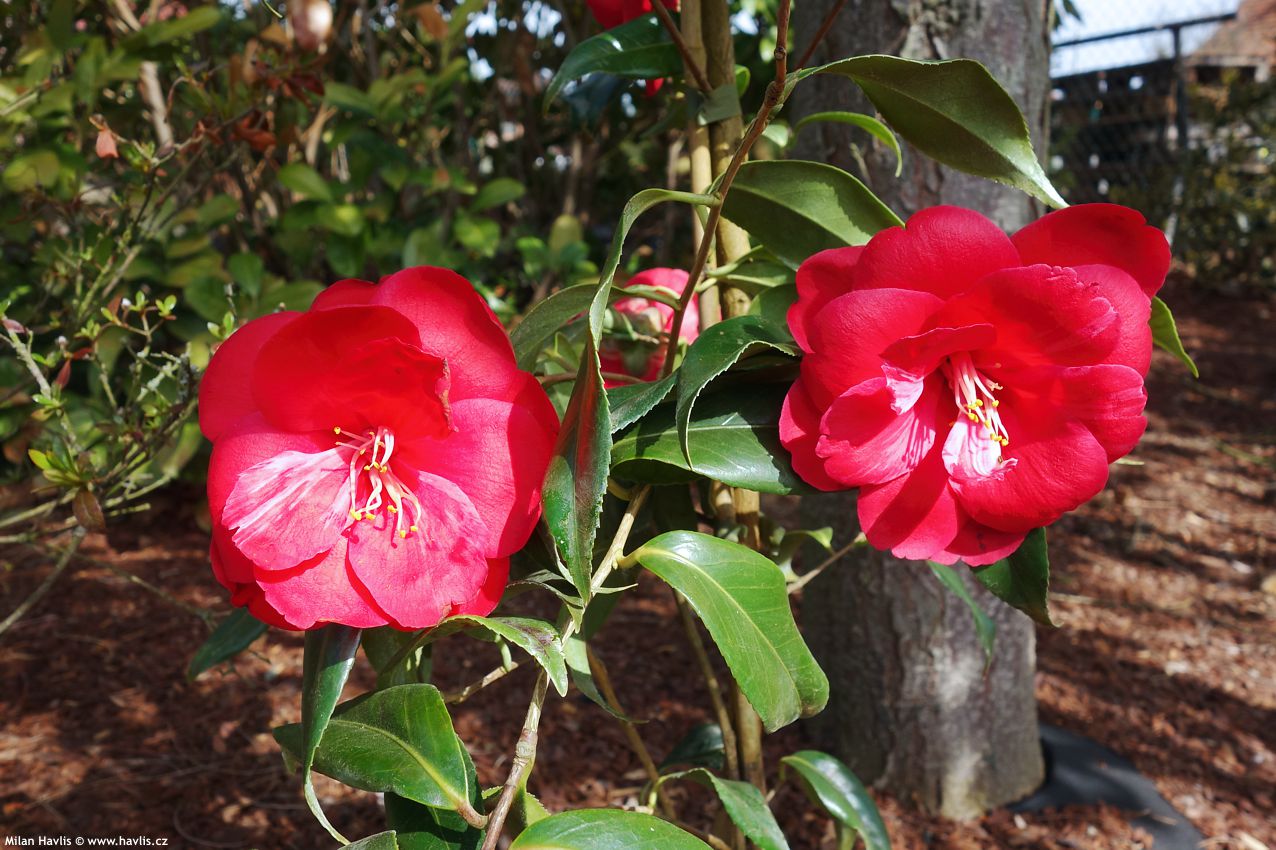 camellia japonica Kuro Delight