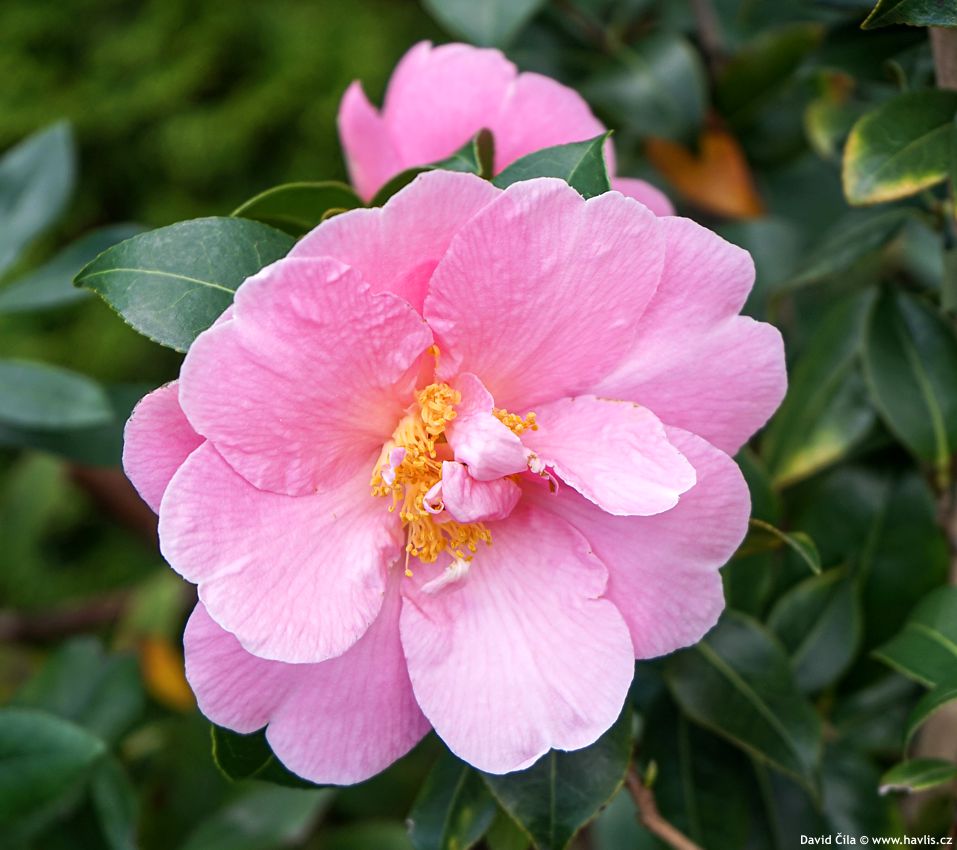 camellia pink icicle 2025