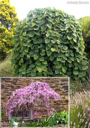 Cercis canadensis 'LAVENDER TWIST'&amp;amp;reg; ('Covey')