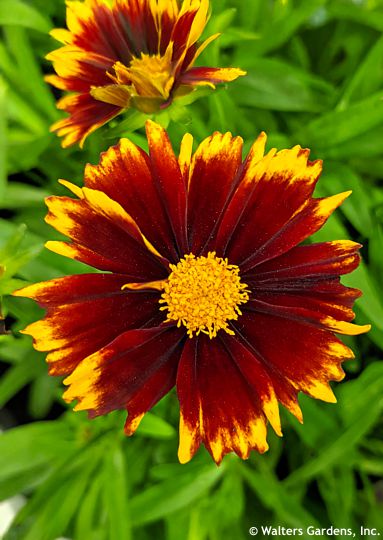 Coreopsis 'Baluptred' UPTICK� RED