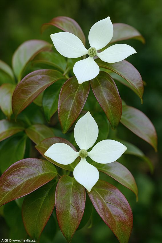 cornus elliptica Empress of China