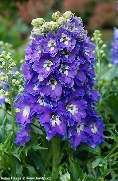 Delphinium �Et Dlp 17-10� DELGENIUS GLITZY