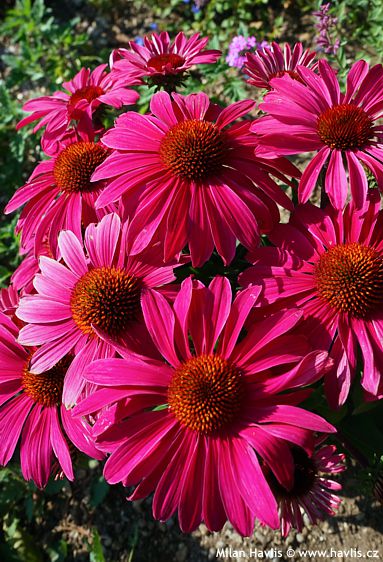 Echinacea MOOODZ� IMAGINATION