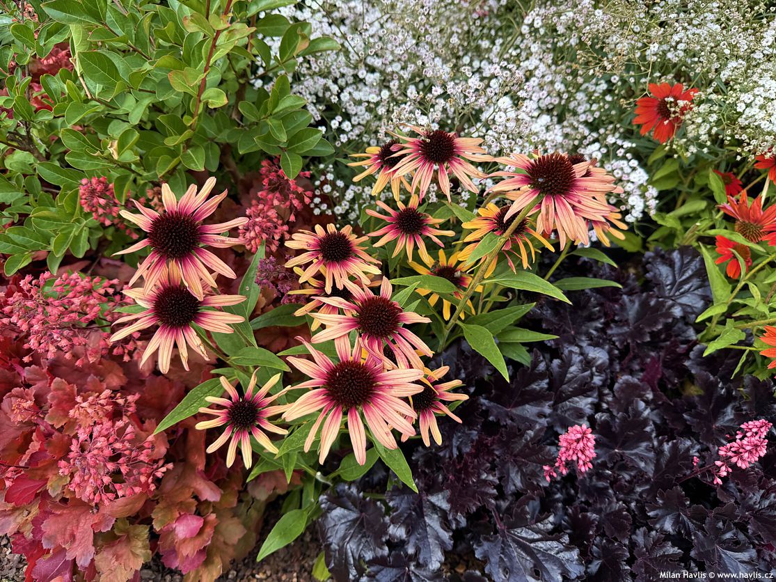 echinacea Sunseekers Tequilla Sunrise