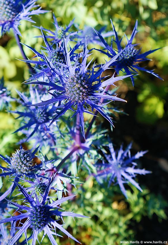 eryngium Blue Lapis 2026 (1).jpg