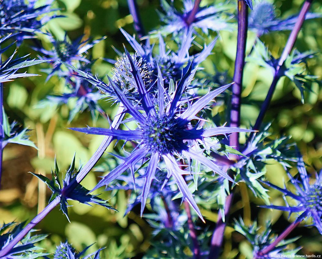 eryngium Blue Lapis 2026 (3).jpg