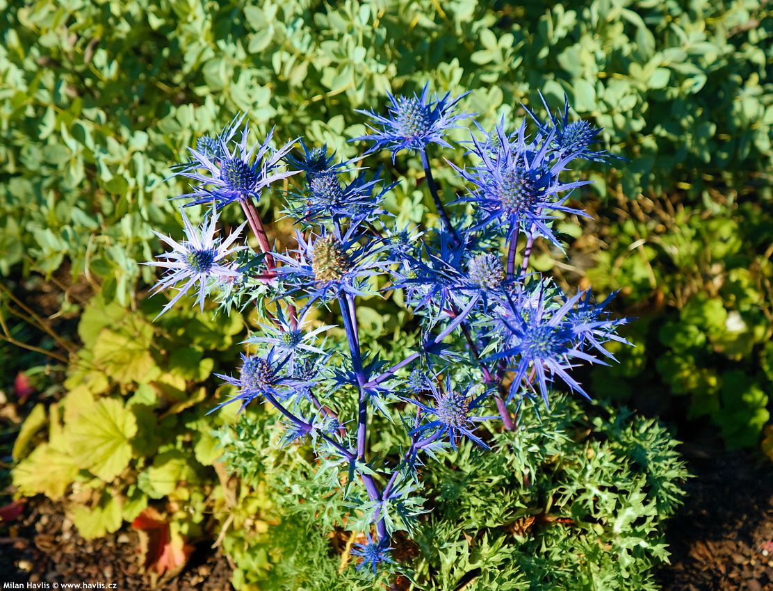 eryngium Blue Lapis 2026 (4) edit.jpg