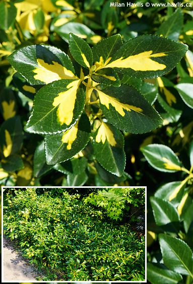 Euonymus fortunei 'Interbolwi' BLONDY&amp;amp;reg;