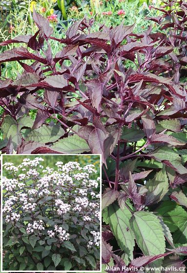 Eupatorium rugosum (Ageratina altissima) 'CHOCOLATE'
