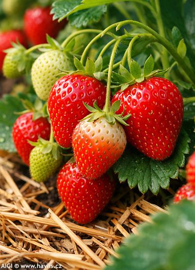Fragaria + ODR�DY