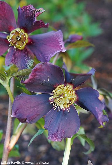 Helleborus orientalis 'PRETTY ELLEN&amp;amp;#174; PURPLE'