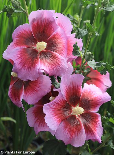 Hibiscus �Walhiecli� WALBETRON�S� LUNAR� ECLIPSE