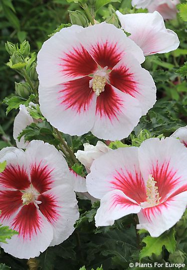 Hibiscus 'Walhiflar' WALBERTON'S� LUNAR FLARE�