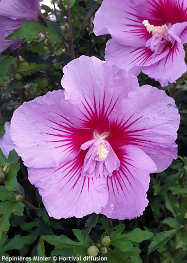 Hibiscus syriacus 'Mingravi4' B'TWIST� LAVENDER
