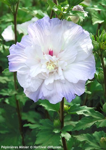 Hibiscus syriacus 'Minsycbb2b' IGLOO�