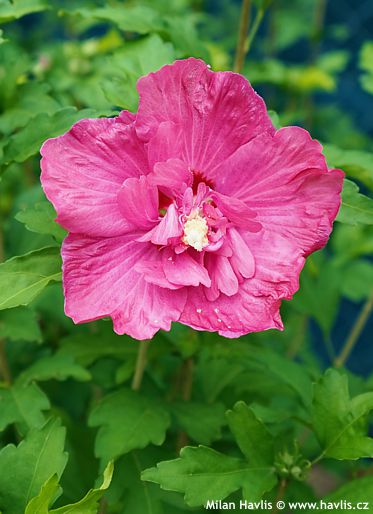 Hibiscus syriacus 'Minsygdrou02' POMPEI�