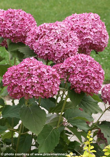 Hydrangea arborescens 'NCHA7' BELLA RAGAZZA� MAUVETTE