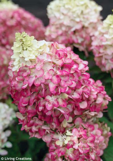 Hydrangea paniculata LIVING LITTLE COCKTAIL