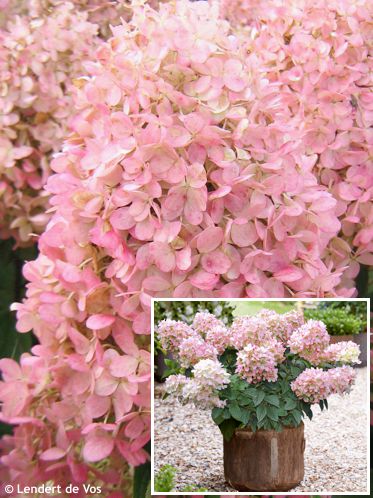 Hydrangea paniculata 'HYLV17520' PINKLIGHT�