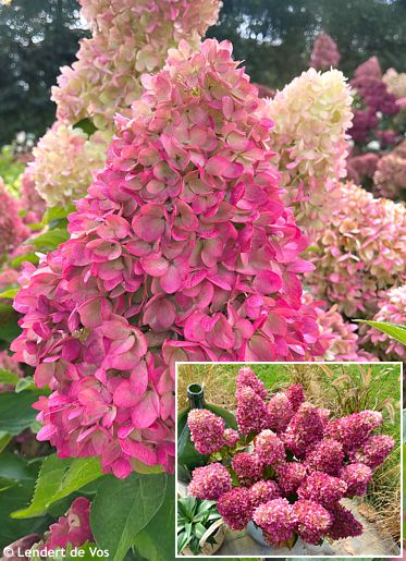 Hydrangea paniculata 'HYLV17522' REDLIGHT�
