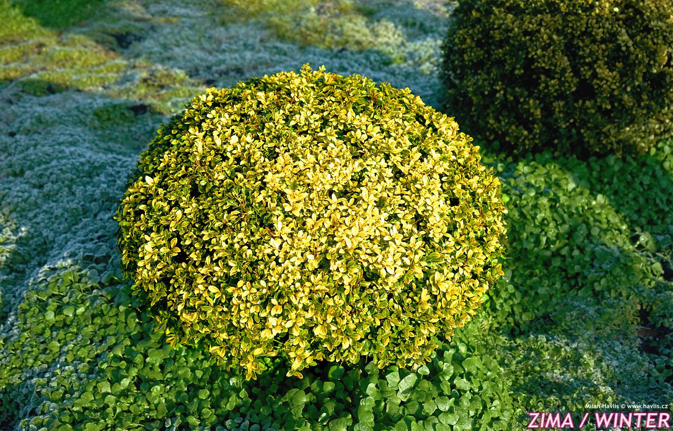 ilex crenata Golden Gem 2019 Living Stones edit.jpg