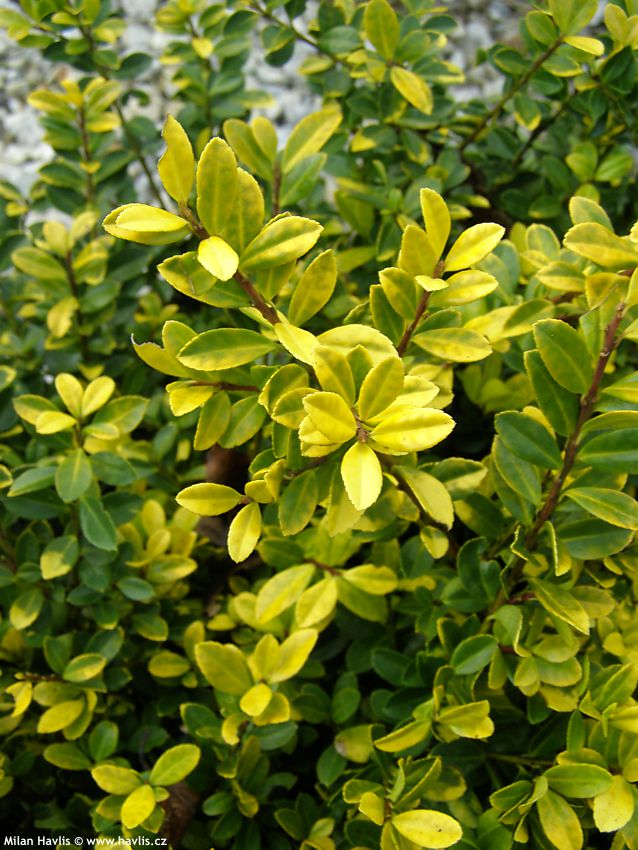 ilex crenata Golden Gem detail na�e.jpg