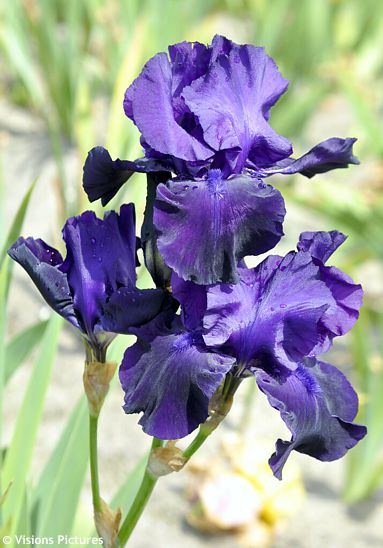 Iris (sk. germanica) 'STORM CENTER'