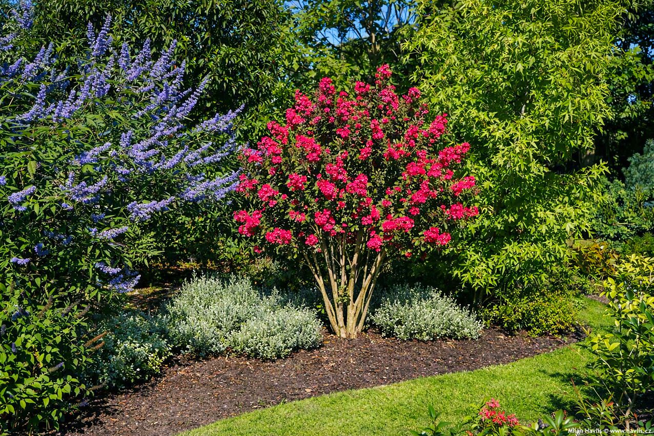 lagerstroemia indica Fuchsia dEte 2026 AIGI 2.jpg