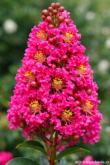 Lagerstroemia indica 'Indyfus' FUCHSIA D'�T�