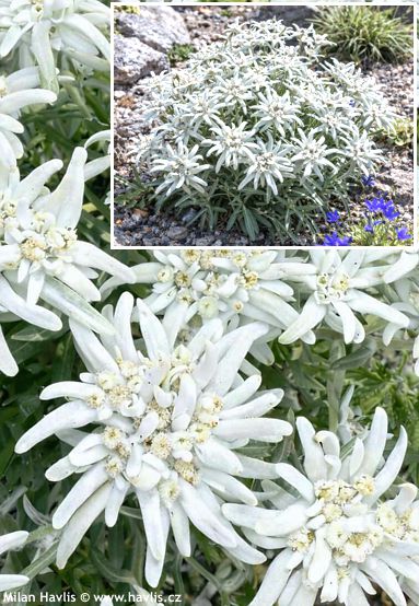 Leontopodium alpinum 'EDELWEISS'